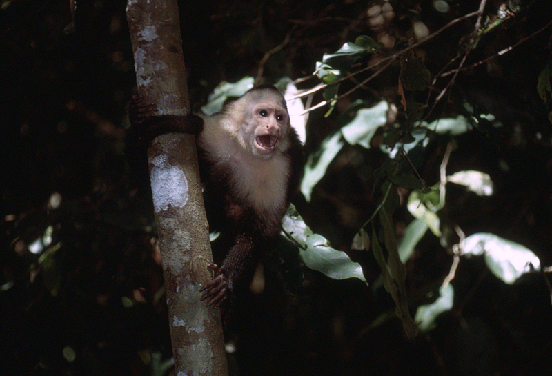 43_Aapje, Manuel Antonio.jpg